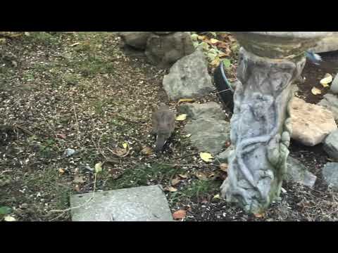 BLUEJAY Vs MORNING DOVE?