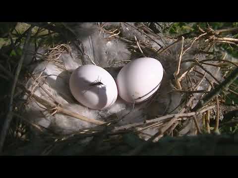 Nidos con forma de platito Torcacita y Cortarramas Esperanza Santa Fe Argentina 2025