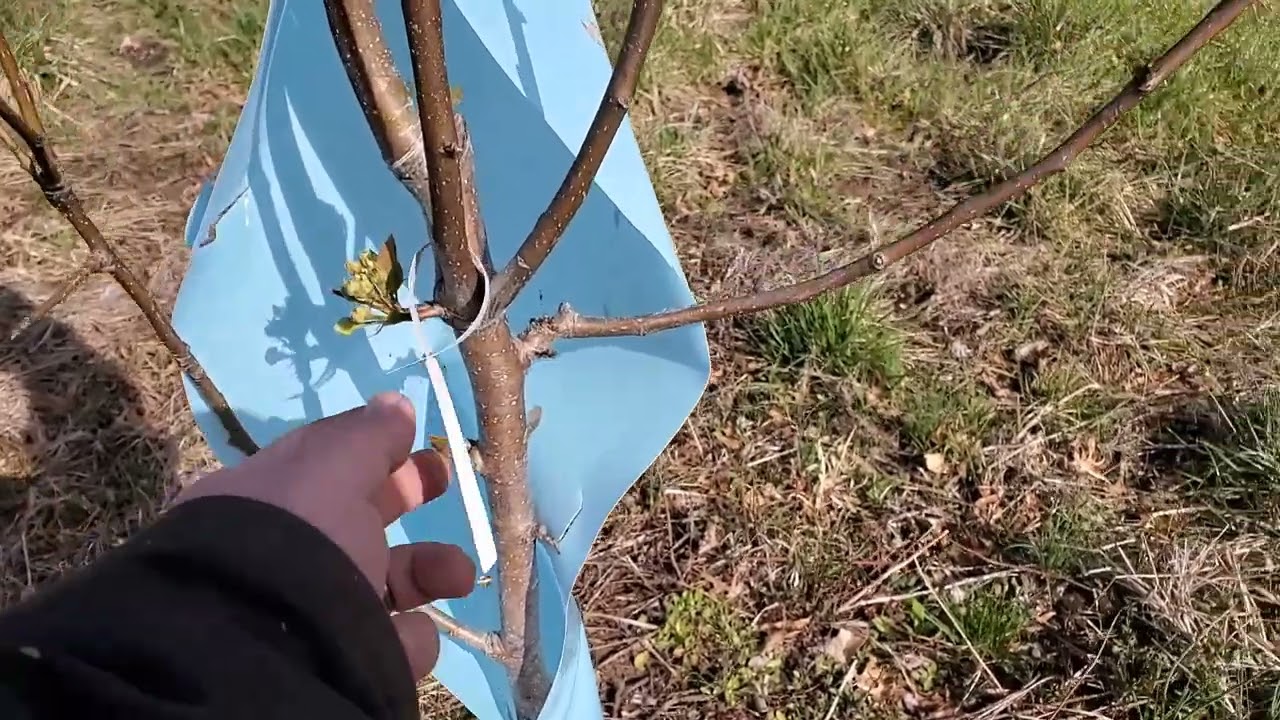 Orchard Quick Tip: Identifying Fruit Trees