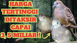 Download lagu 7 Jenis Perkutut Katuranggan Termahal ! mp3