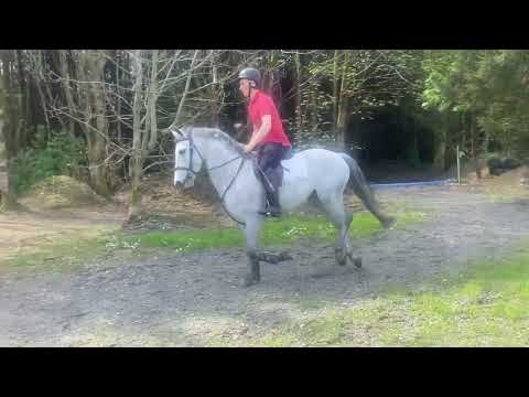Performance Bred 5yo Pony - Image 2