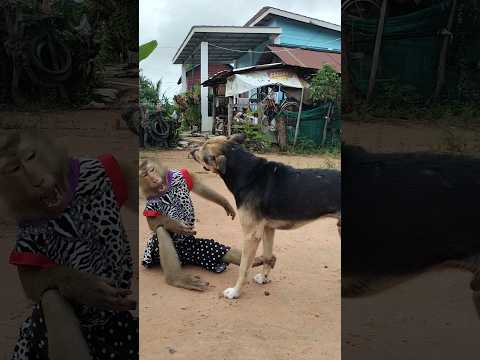 Amazing SokYaa,OG, ToTo Animals Are So Awesome #shorts