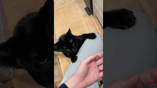 度を超えて甘えん坊な黒猫 #ねこ