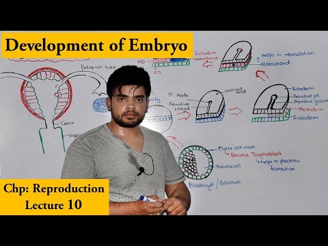 Gastrulation | Development of Human Embryo |