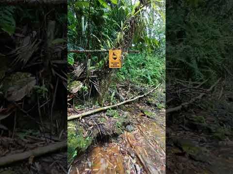 Complejo Turistico Cascada Cabeza Del Lagarto Sucumbios Ecuador Gonzalo Pizarro