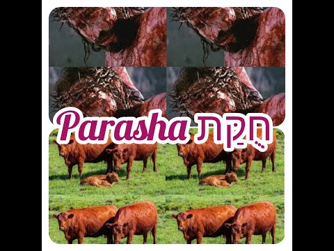 Parasha # 39 Jukat ''Farah Adumah'' La Vaca Roja 2022