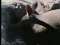 Classic Sesame Street Im An Aardvark 1980s Version