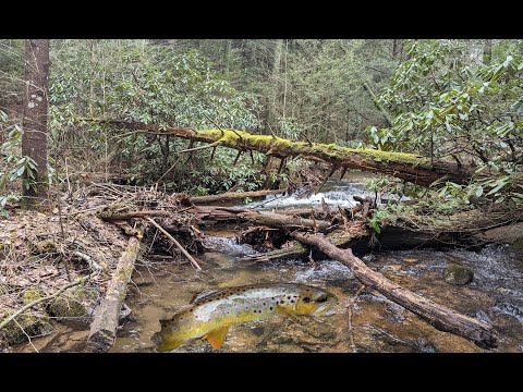 Forget Stocked Trout | Native Brookie And Wild Brown Trout Fishing 2022