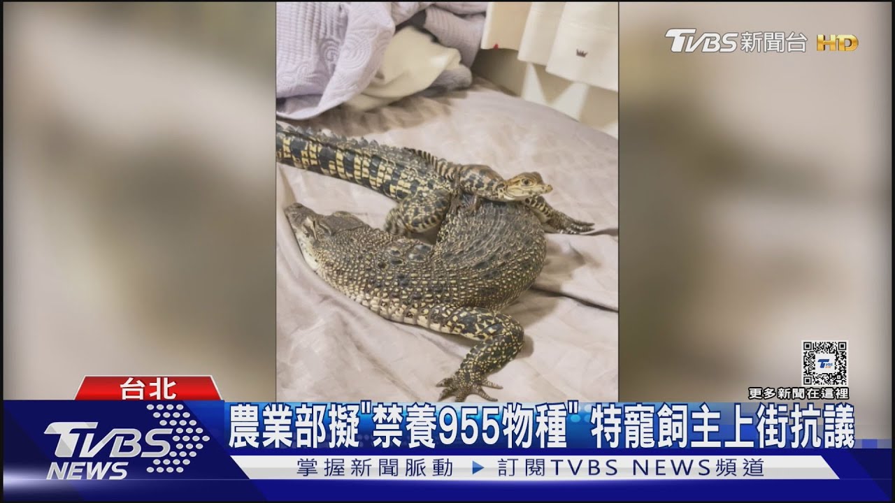 「特寵飼主」注意! 狐獴、土撥鼠、鱷魚擬禁養