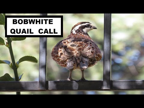 Northern Bobwhite Quail calling ~ whistles
