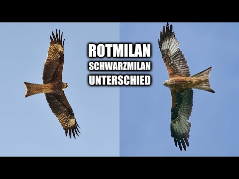Rotmilan Schwarzmilan sicher bestimmen
