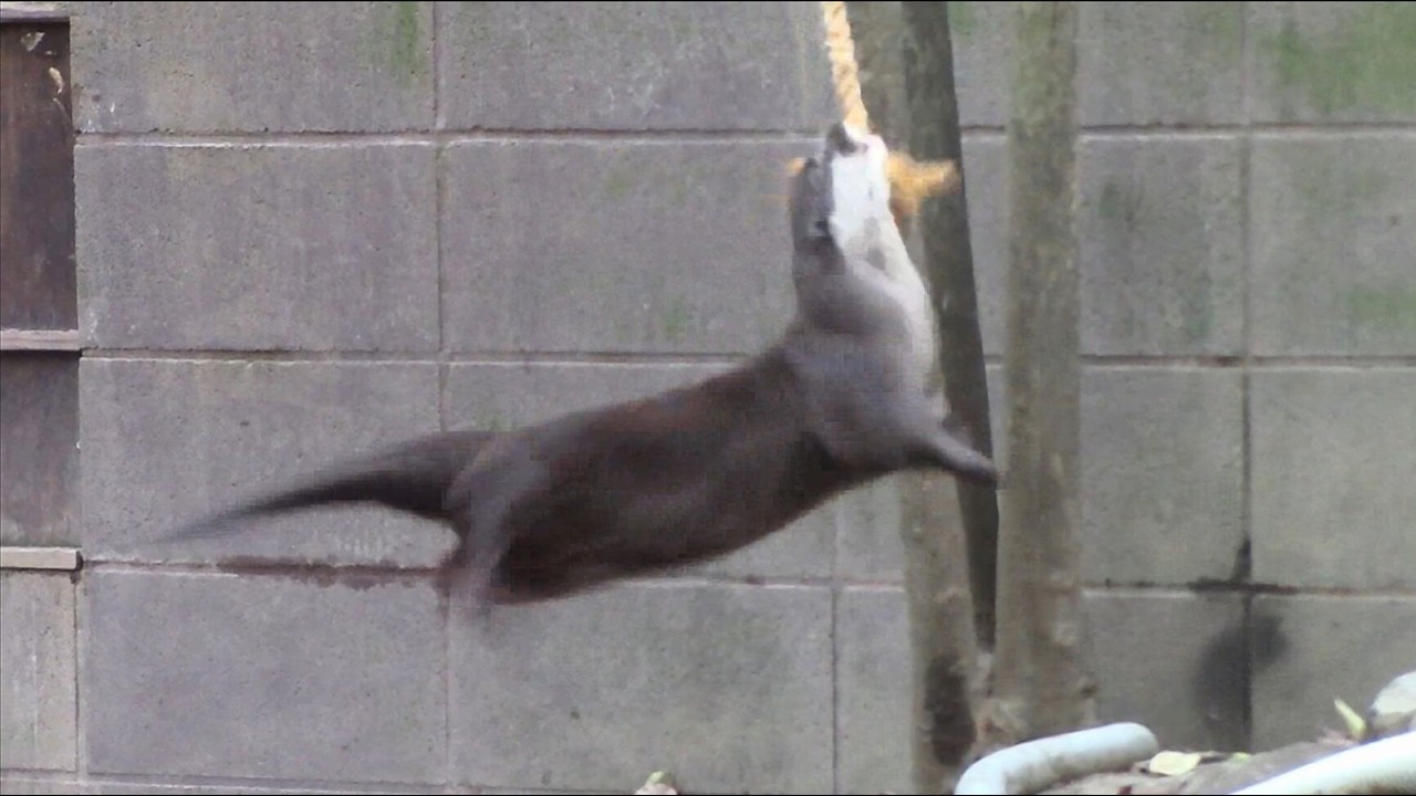 コツメカワウソ驚異の大回転（埼玉県こども動物自然公園）Rolling Otter
