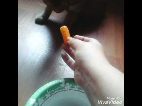 Cat eats cheese poofs
