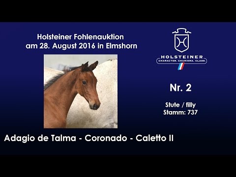 Holsteiner Fohlenauktion 2016 in Elmshorn - Nr. 02 v. Adagio de Talma - Coronado