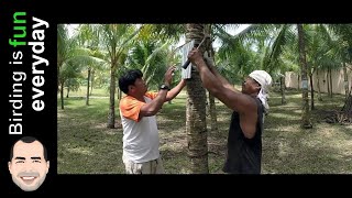 How to protect coconut tree from rats - Trunk Guards - Philippines