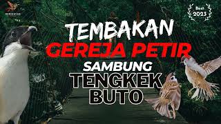 Download lagu Masteran Gereja Tarung Sambung Tengkek Buto !! mp3