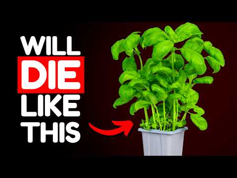 Stop Killing Your Store Bought Basil