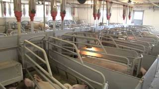 preview picture of video 'Dan Dutch Farms - FarmVideo 105 Ålling Hegnsgård in Ansager'