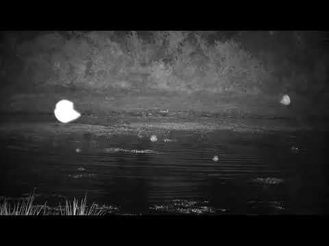 Djuma: Three Hippos go into the dam - 05:27 - 07/05/2022