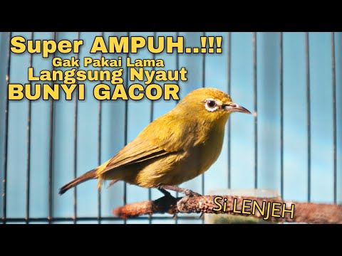 download lagu mp3 mp4 Suara Pleci Betina Memanggil, download lagu Suara Pleci Betina Memanggil gratis, unduh video klip Suara Pleci Betina Memanggil