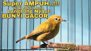 Download lagu Pleci Betina Memanggil Jantan Untuk Memancing Bunyi Pleci Jantan agar Gacor mp3
