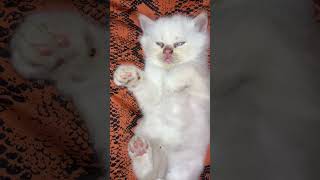 Download lagu ഞാൻ ഒരു ഗായകൻ തന്നെ 😎#cat #malayalam #thamil #news #latestnews #catvideos mp3