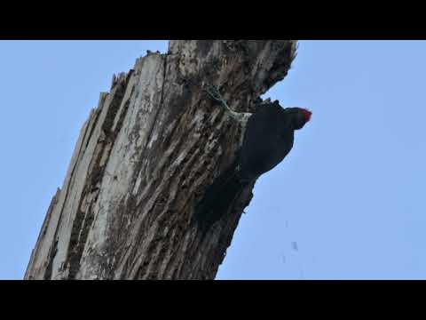 White Bellied Woodpecker