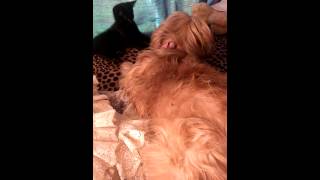 Samantha,sasha and midnight playing