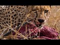 Cheetah feeds her cubs.