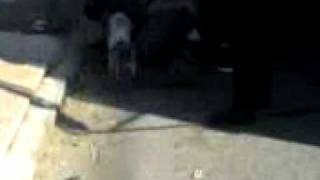 da lank juniors gone wild