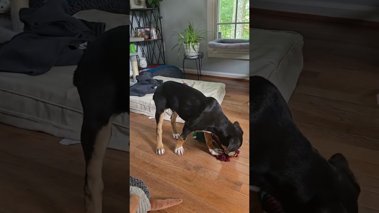 Enlarge Jeffery, a Adopted mixed breed in Sanford, NC video 6/6