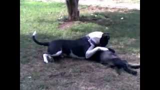preview picture of video 'Vicious Lab pup goes for the throat of Bull terrier - Jack Russel Cross'