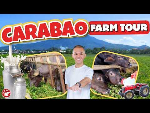 KALABAW PALA ANG SUSI SA PAGYAMAN? | Carabao Farm Tour with Team Chef RV 