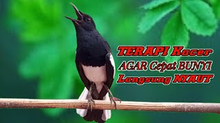 Download lagu Pancingan kacer ngeplong ampuh bikin bahan cepat bunyi, Masteran kacer durasi panjang berjam jam!! mp3