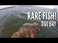 Tripletail in Oso Bay! - Wadefishing