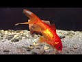 Carassius auratus Carassius auratus