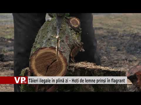 Tăieri ilegale în plină zi – Hoți de lemne prinși în flagrant