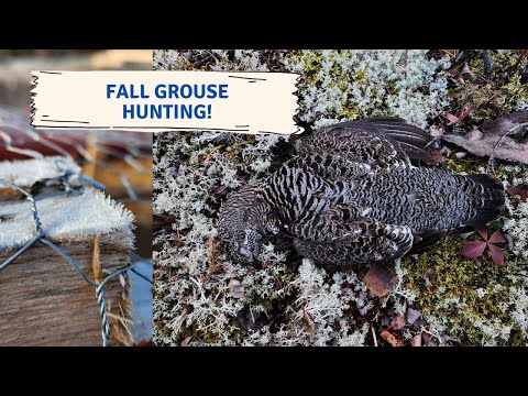 Fall Grouse Hunting | Spruce Grouse and Ruffed Grouse