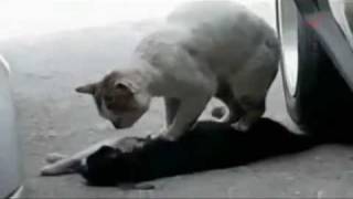 chat triste donner son ami mort un massage cardiaque.flv