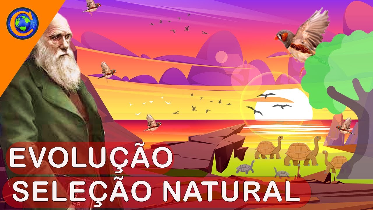 EVOLUÇÃO - SELEÇÃO NATURAL