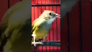 Download lagu CUCAK JENGGOT BETINA GACOR mp3