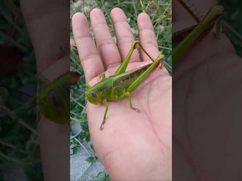 beautiful grasshopper #animals #nature #insects #grasshopper #shorts