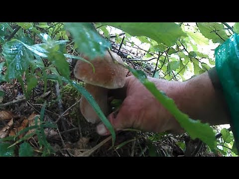 Сезон Білих Грибів 2018 Сезон Белых Грибов 2018 White Mushroom Season 2018