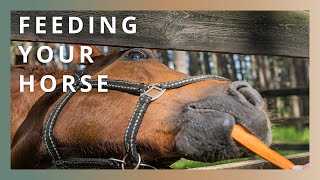 Feeding A Horse The Simple Way
