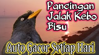 Download lagu PANCINGAN JALAK KEBO BISU 99% AUTO NYAUT || terapi jalak kebo malas bunyi mp3 Download lagu PANCINGAN JALAK KEBO BISU 99% AUTO NYAUT || terapi jalak kebo malas bunyi mp3
