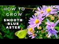 Smooth Blue Aster - Complete Guide