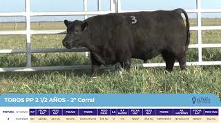 3 Toros PP 2 años y medio - Gregorio Aberasturi - Plaza Ganadera