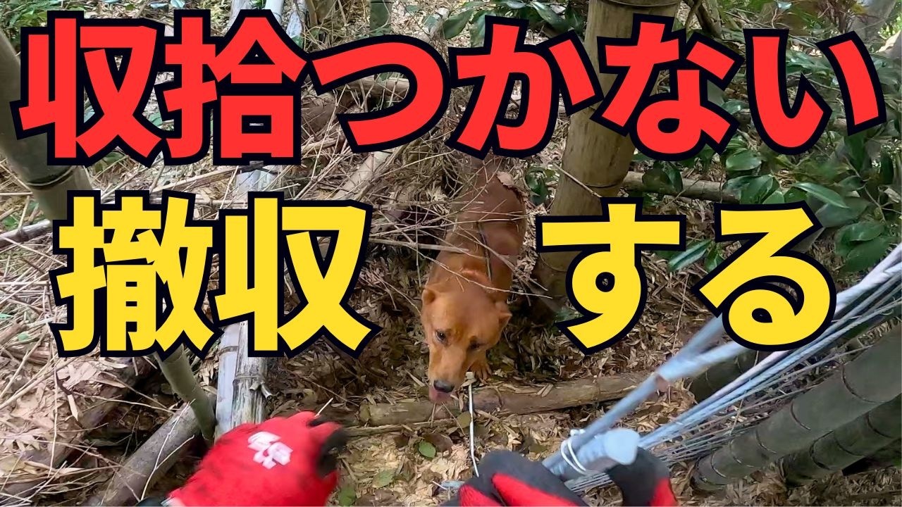 イノシシは獲れたはいいけど、やりたい放題で収拾つかず、やむなく撤収！猟犬ブッチャーの回収が困難、見習いアキも困難…。