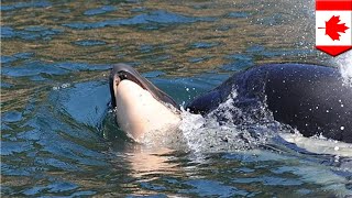 Killer whale mother lets go of her dead calf after 17 days - TomoNews
