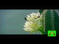 ILA NEJE VAA Vann Vanna Pookkal K J Yesudaas Ilayaraja Hq Remastered Hd Tamil Video Songs